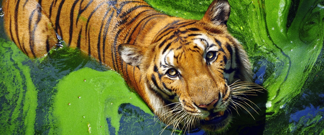 Un tigre du Bengale en Inde