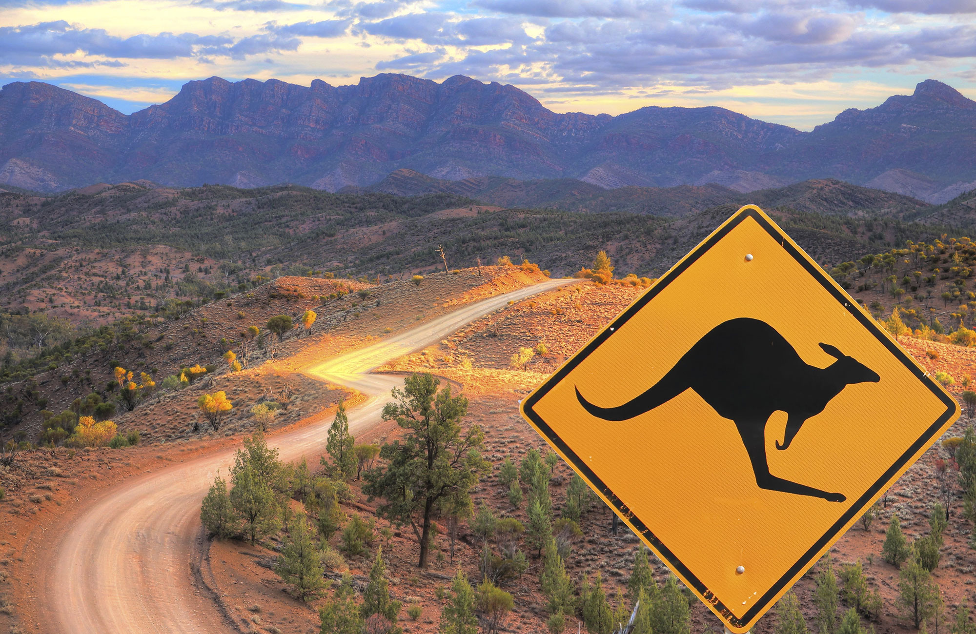 Panneau kangourous dans le bush en Australie 