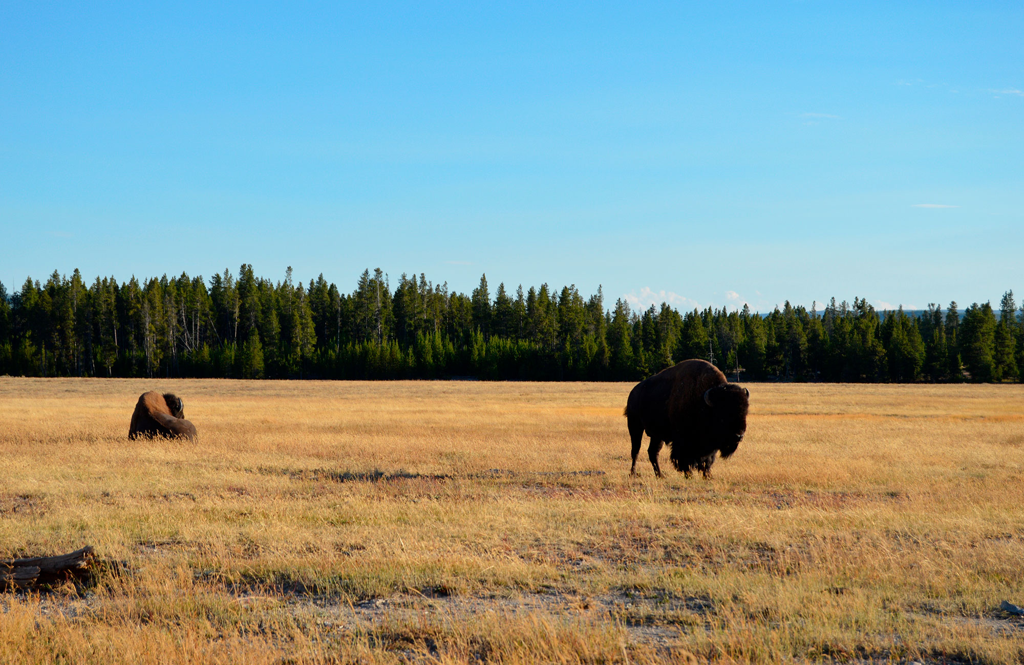 Paisible bison à Yellowstone