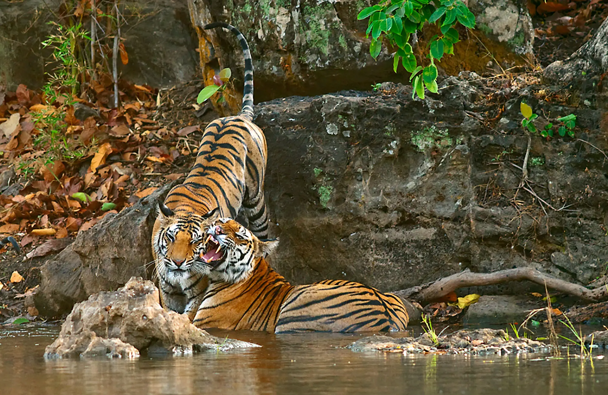 Safari en Inde - Tigres Madhya Pradesh - Amplitudes