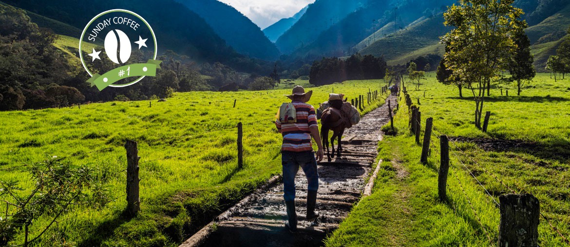 Voyage Colombie - Vallée de Cocora région du café - Amplitudes