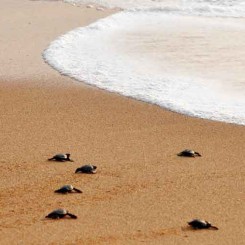 Voyage au Costa Rica, le récit de Ludivine