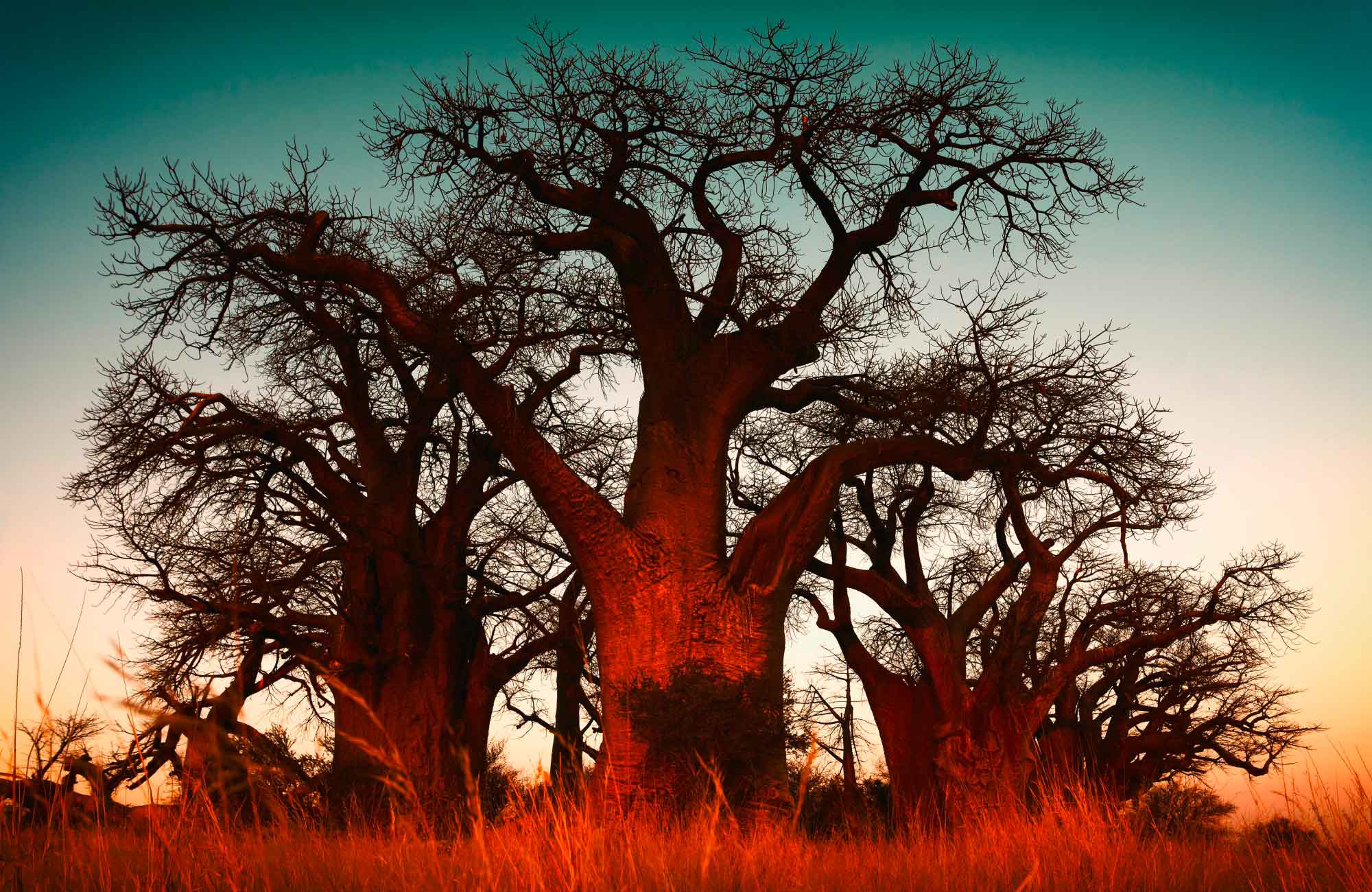 Voyage Namibie - Baobab - Amplitudes
