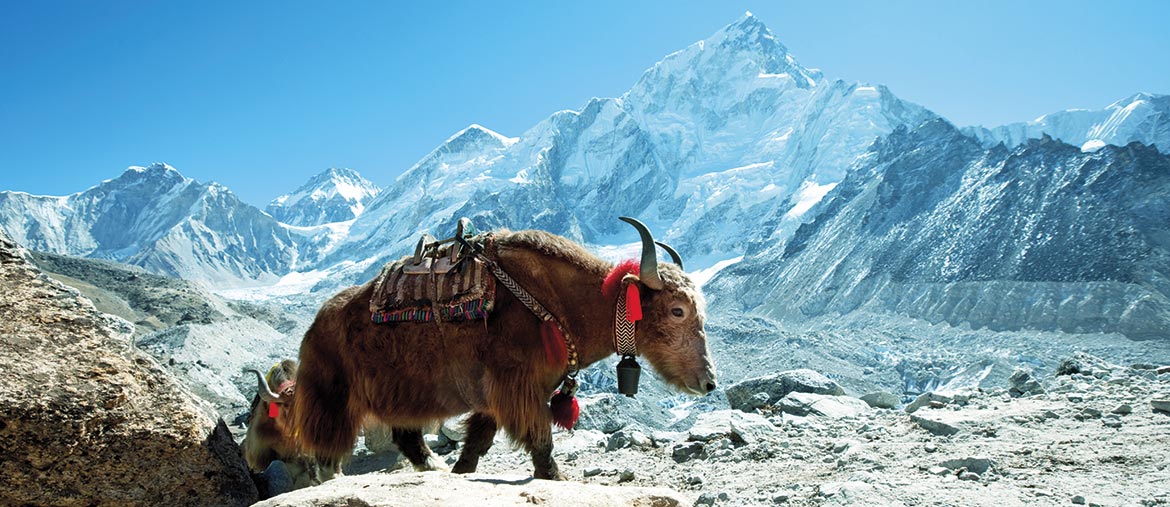 Voyage Népal - Yack Himalaya - Amplitudes