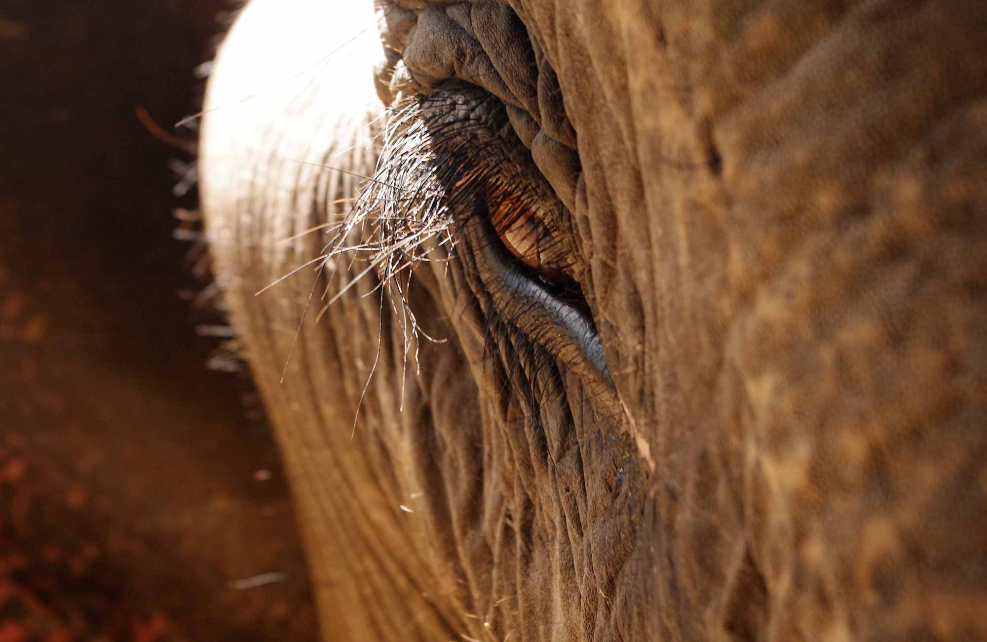 Safari Elephant - Amplitudes