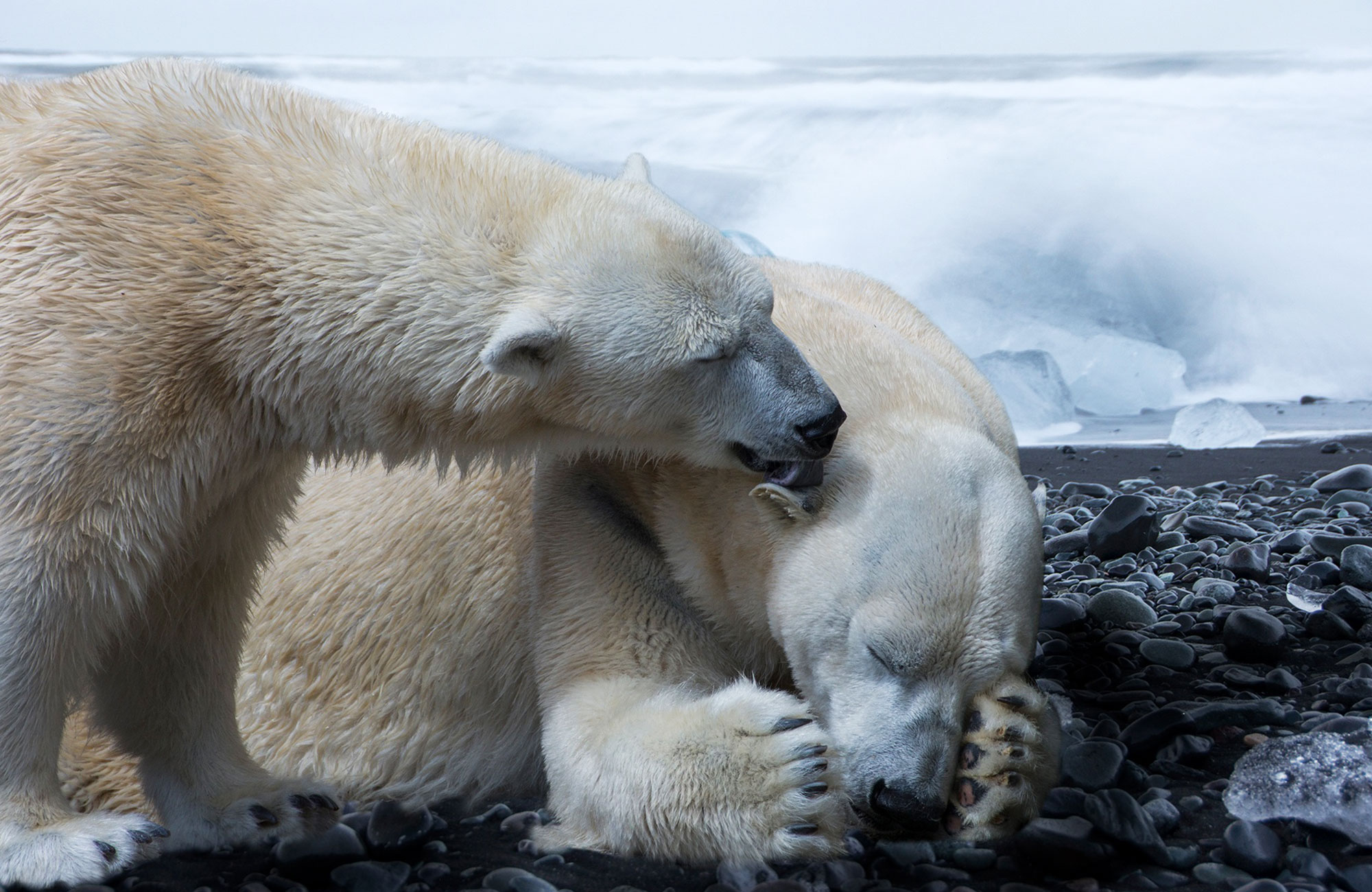 Croisière Pôle Nord-ours-Amplitudes
