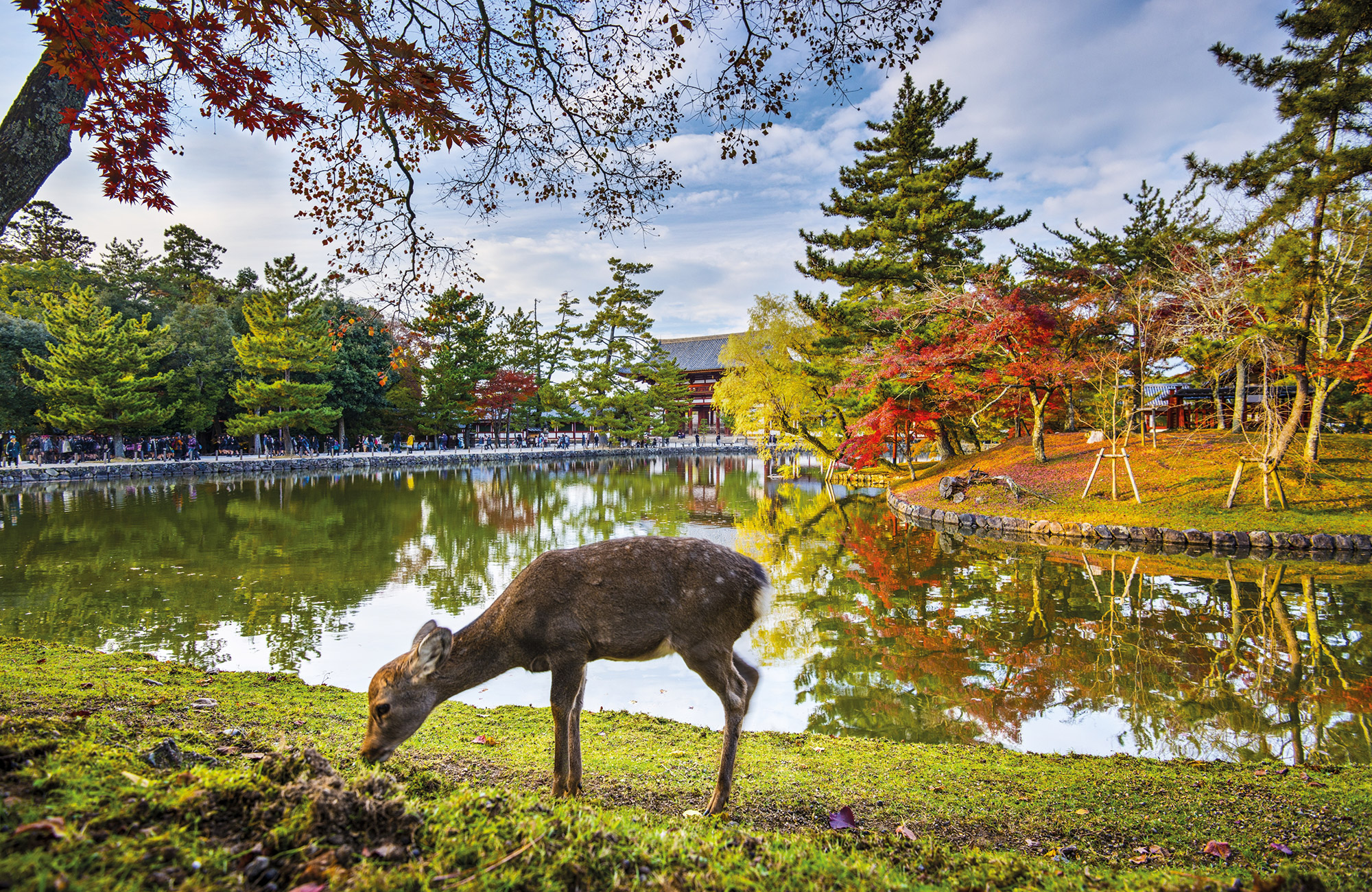 Voyage Japon - Parc de Nara Automne - Amplitudes