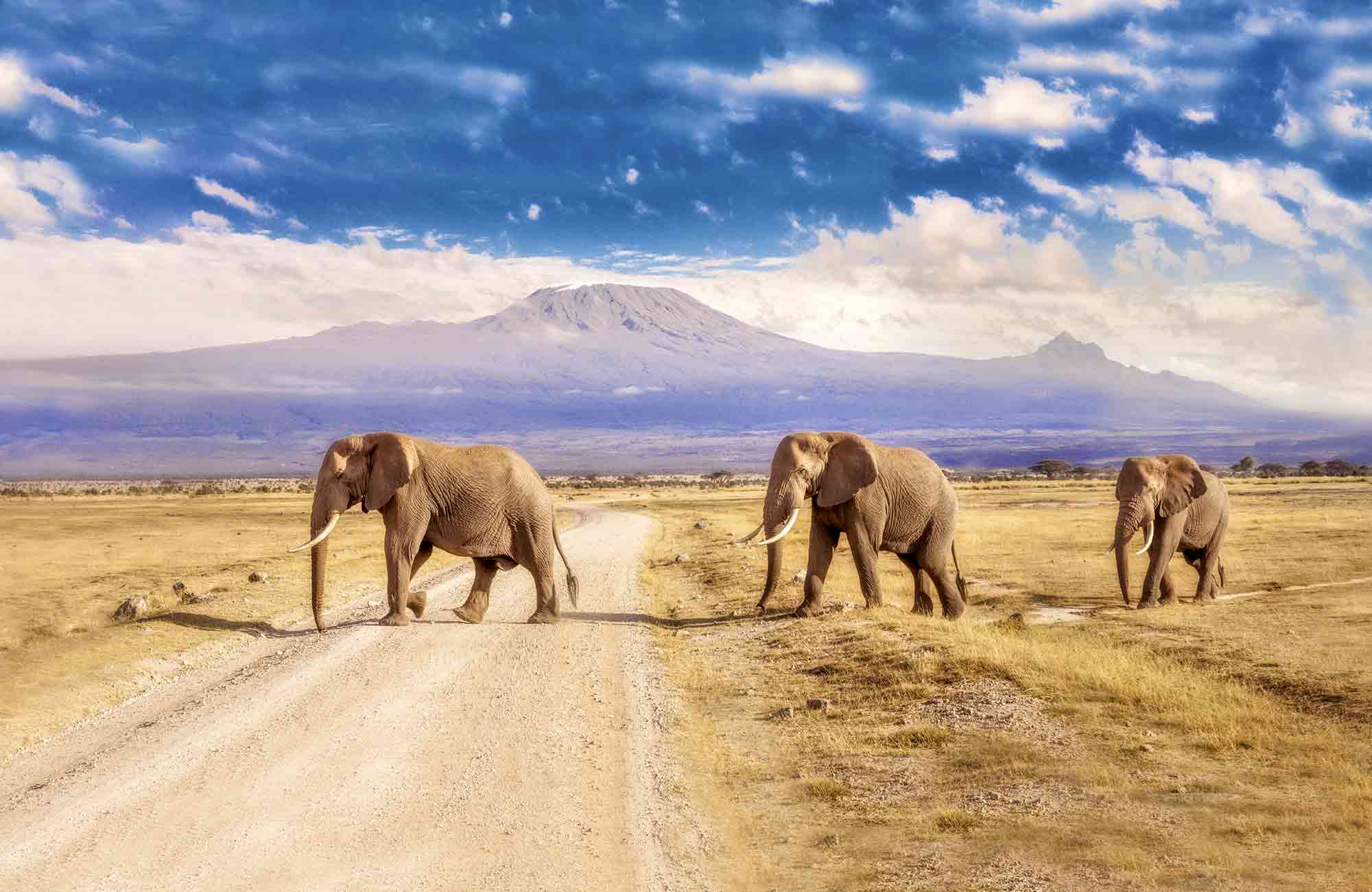 Voyage Kenya - Elephants - Amplitudes