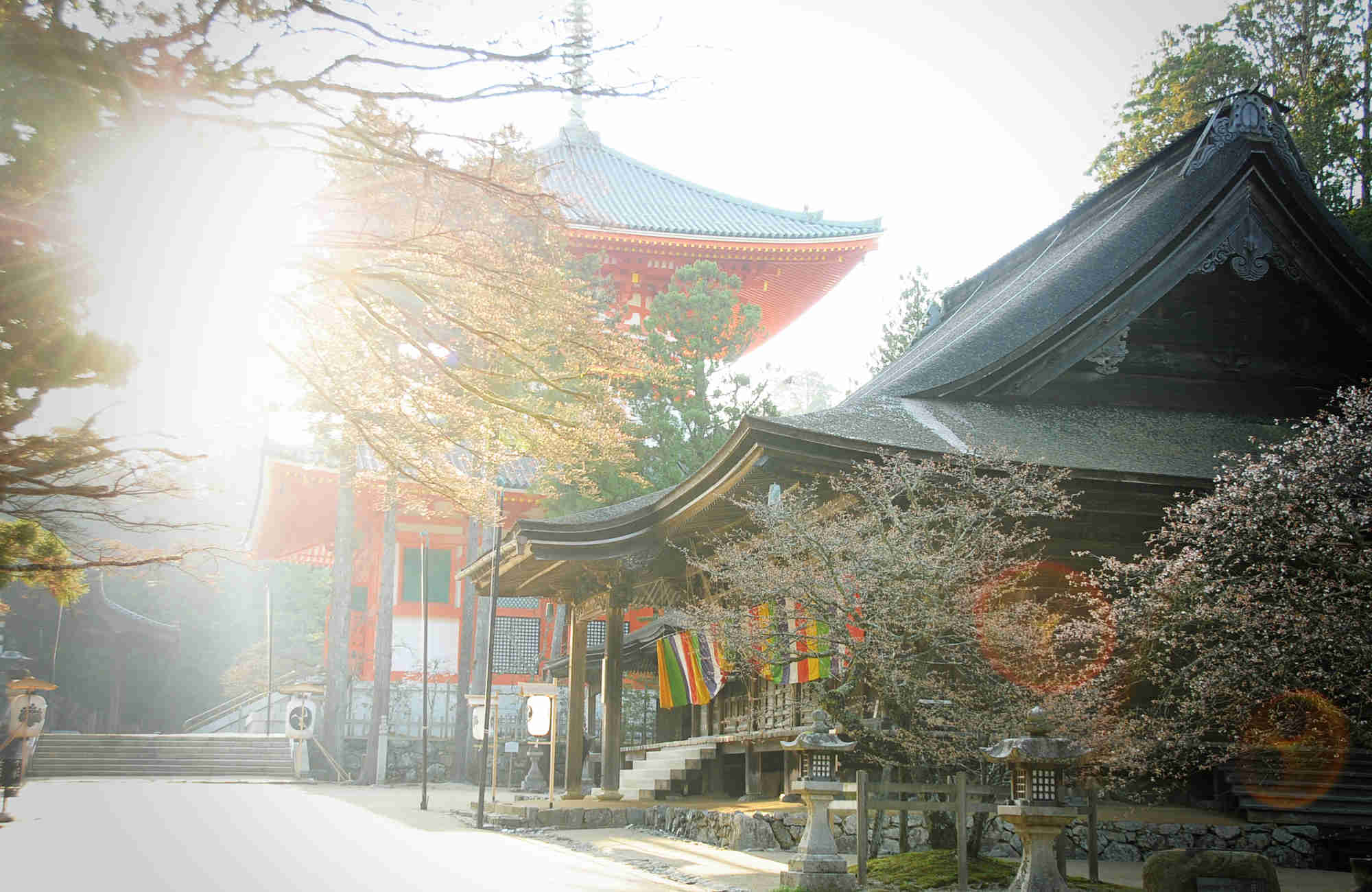 Printemps et Hanami au Koayasan au Japon en voyage avec Amplitudes