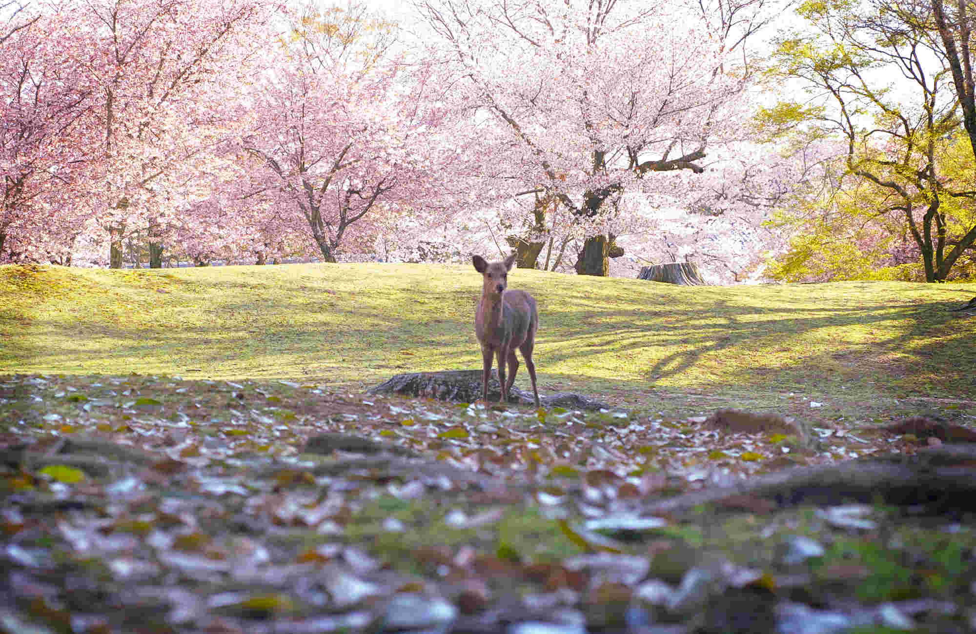 Cerf à Nara lors du Hanami avec Amplitudes au Japon