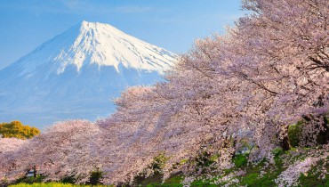 Mont Fuji fleuri par les sakura pendant le hanami au Japon