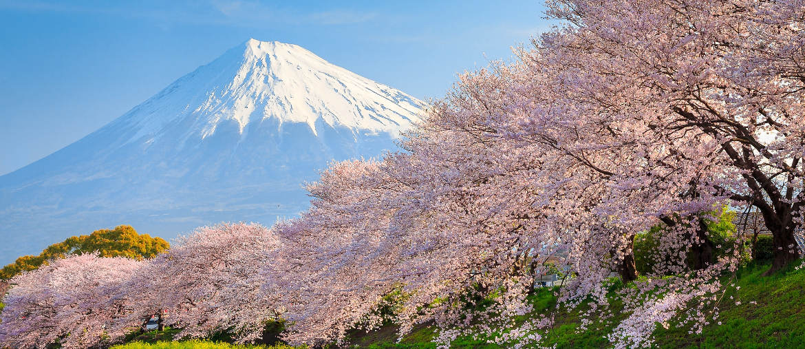 Mont Fuji fleuri par les sakura pendant le hanami au Japon