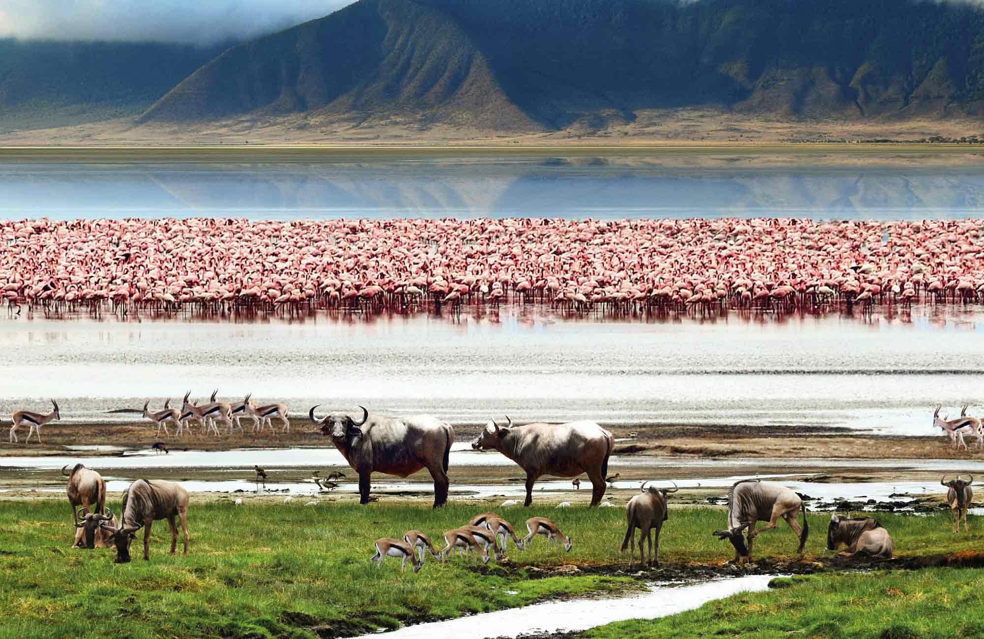 Buffles, antilopes et flamants roses au bord d'un lac en Tanzanie