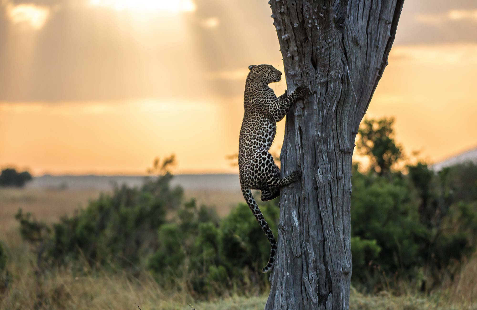Léopard dans le parc de Serengeti pour partir en Tanzanie