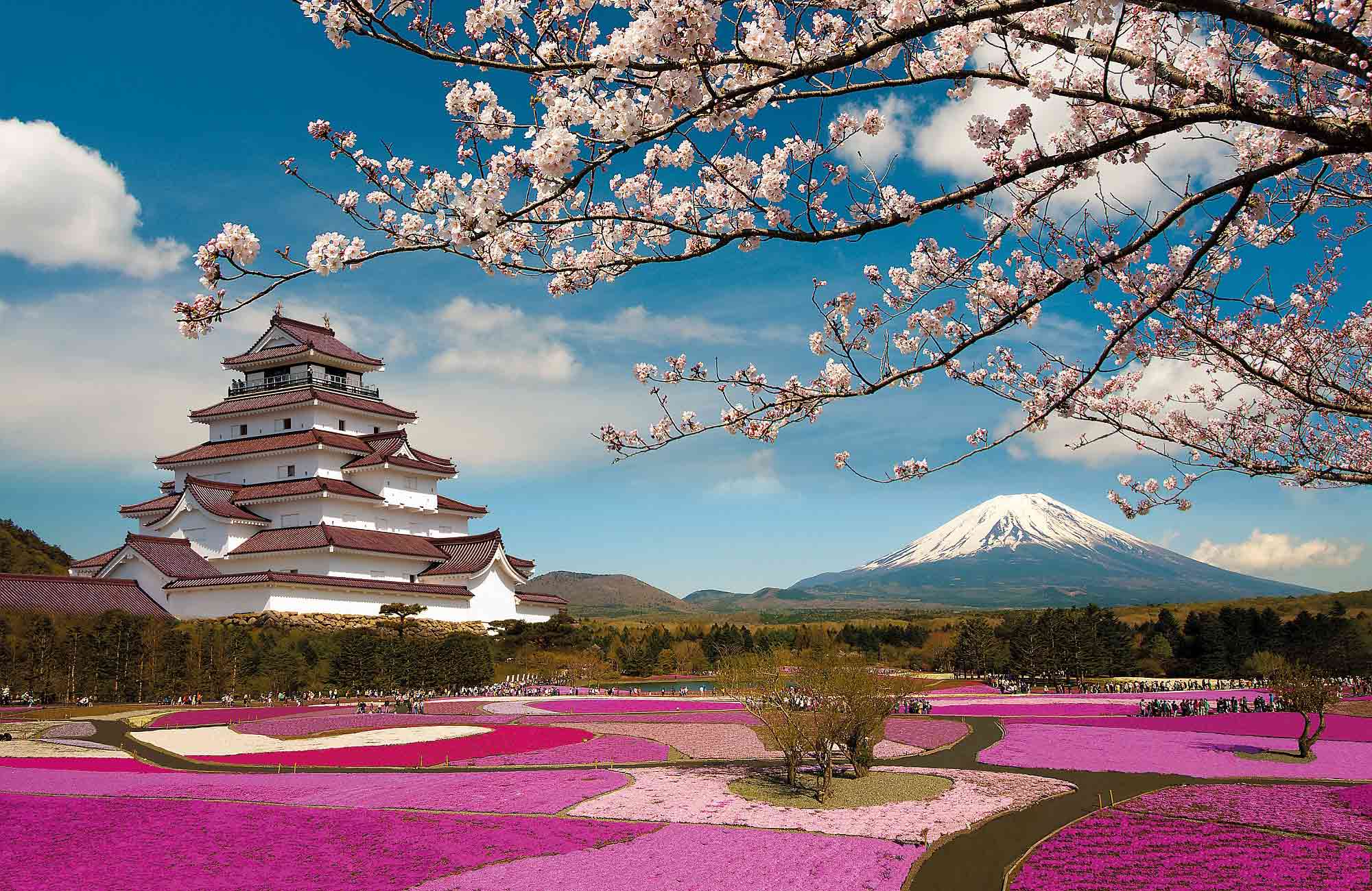 shibazakura au printemps lors d'Hanami avec Amplitudes