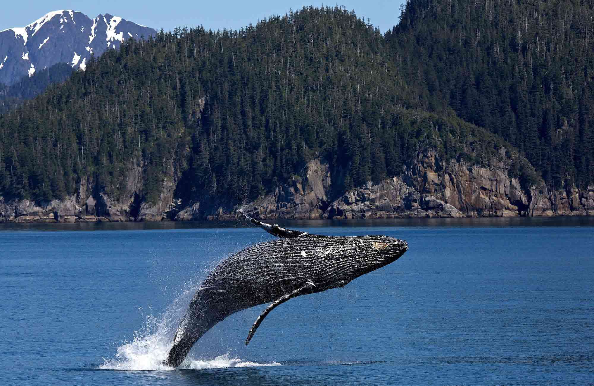 Voyage Alaska - Baleine Kenai Fjords - Amplitudes