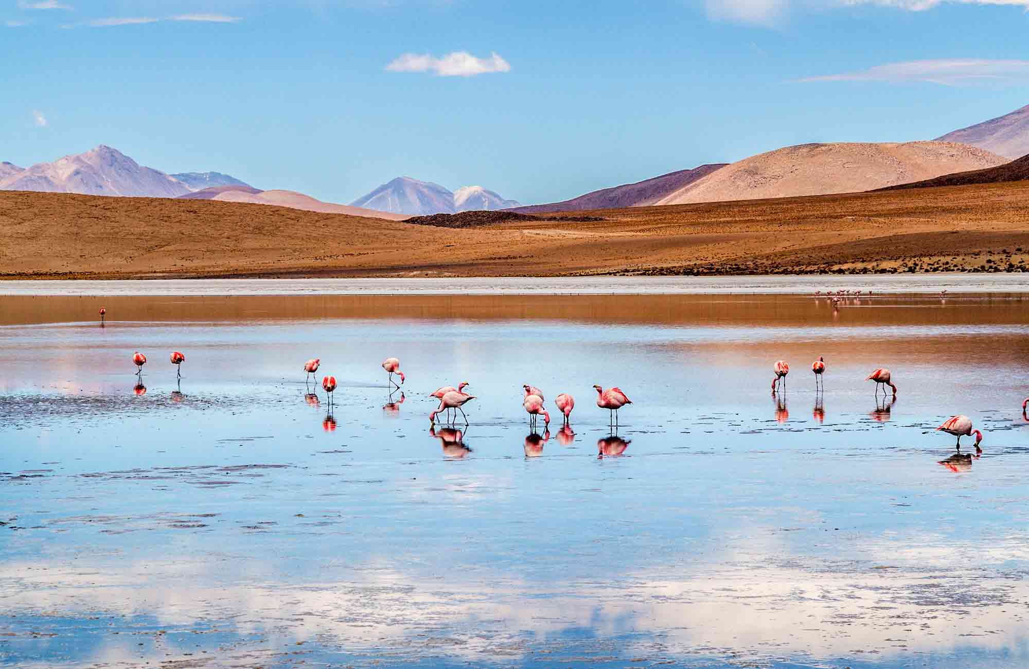Voyage Chili - Lagune Atacama - Amplitudes