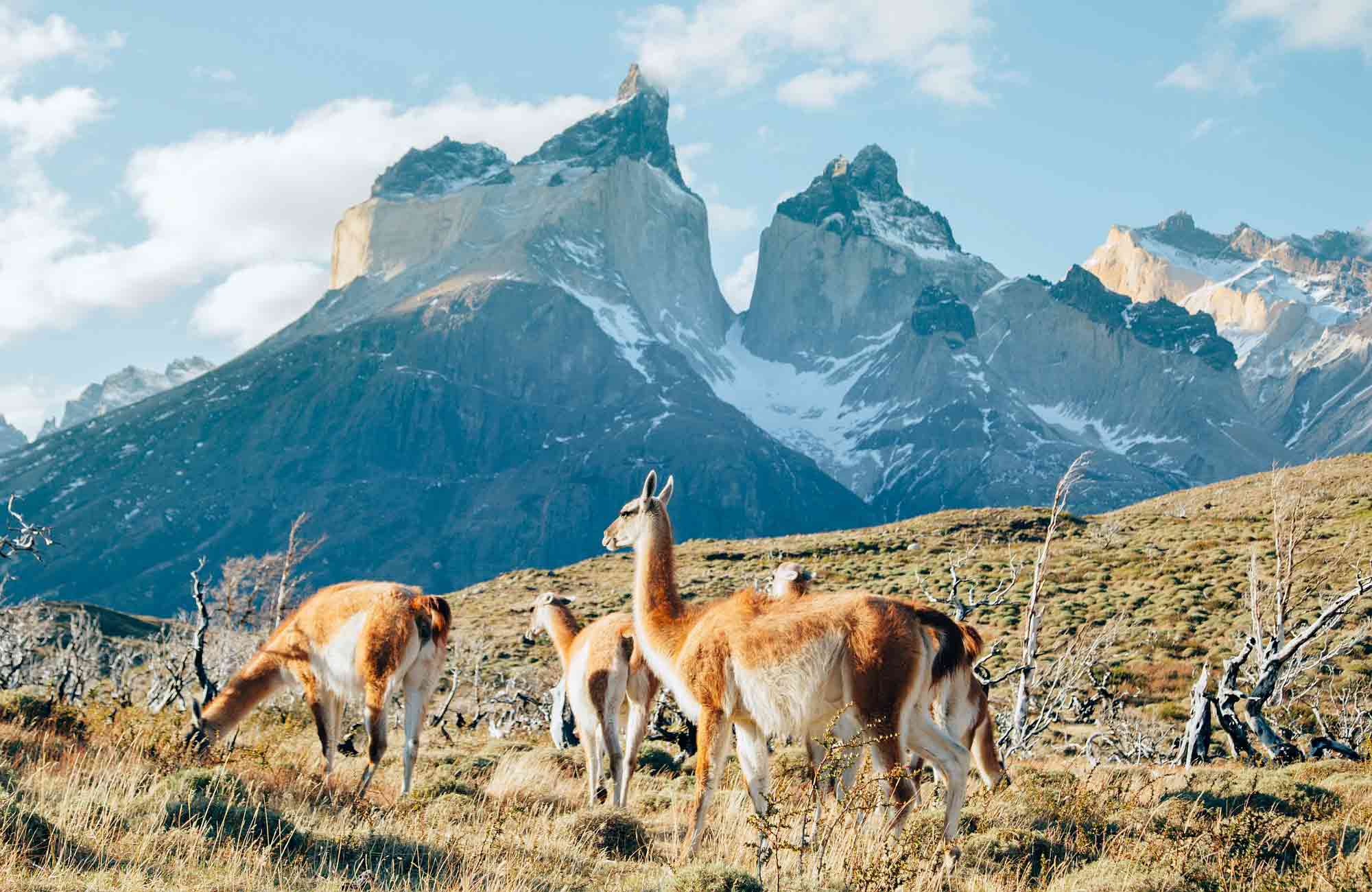 Voyage Chili - Guanacos Torres del Paine - Amplitudes