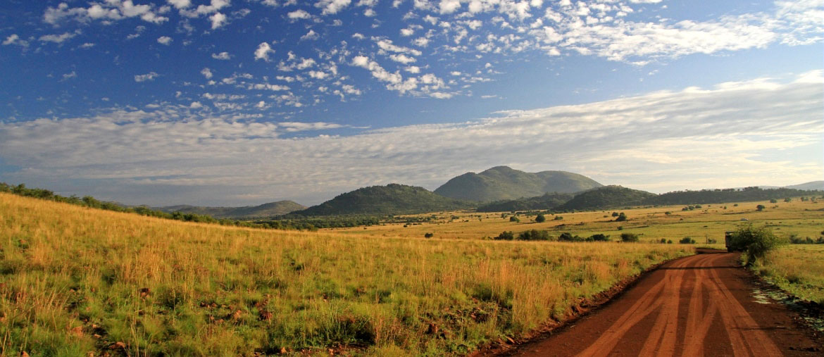 Voyage Afrique du Sud - Parc du Pilanesberg - Amplitudes