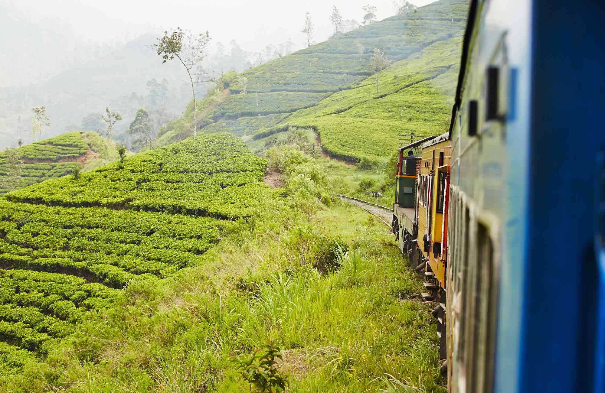 Voyage Sri Lanka -plantations de thé-train- Amplitudes