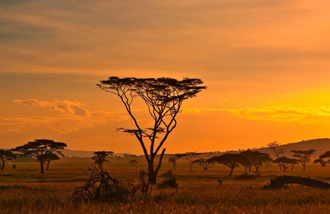Safari en Tanzanie - Un crépuscule sur la savane - Amplitudes