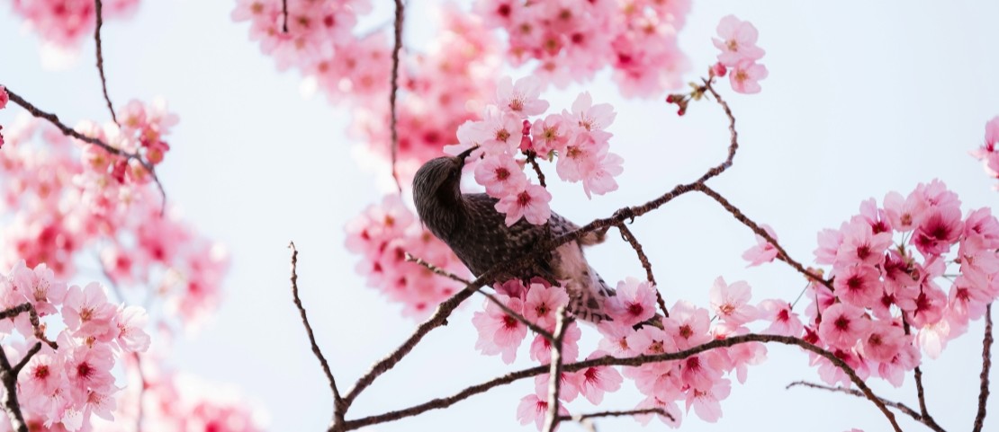 Voyage au printemps sur mesure - Un oiseau dans les cerisiers en fleurs - Amplitudes