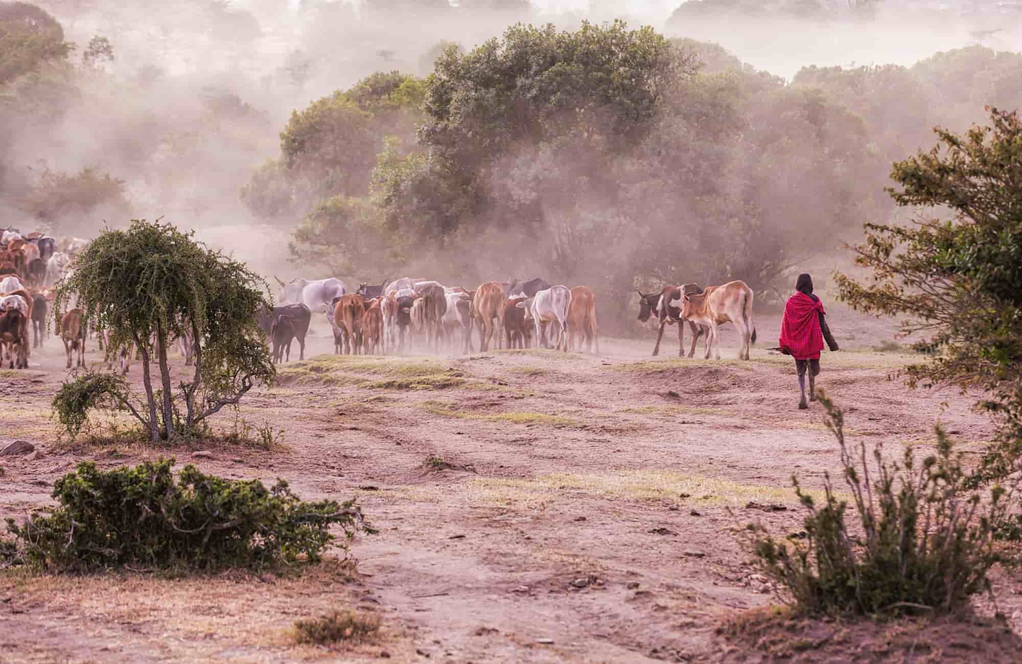 Voyage en Tanzanie - Massai - Amplitudes