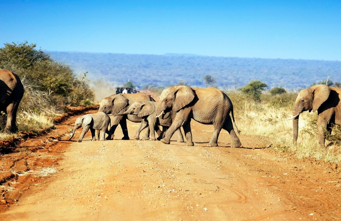Safari en Afrique du Sud - Les éléphants sur les pistes - Amplitudes