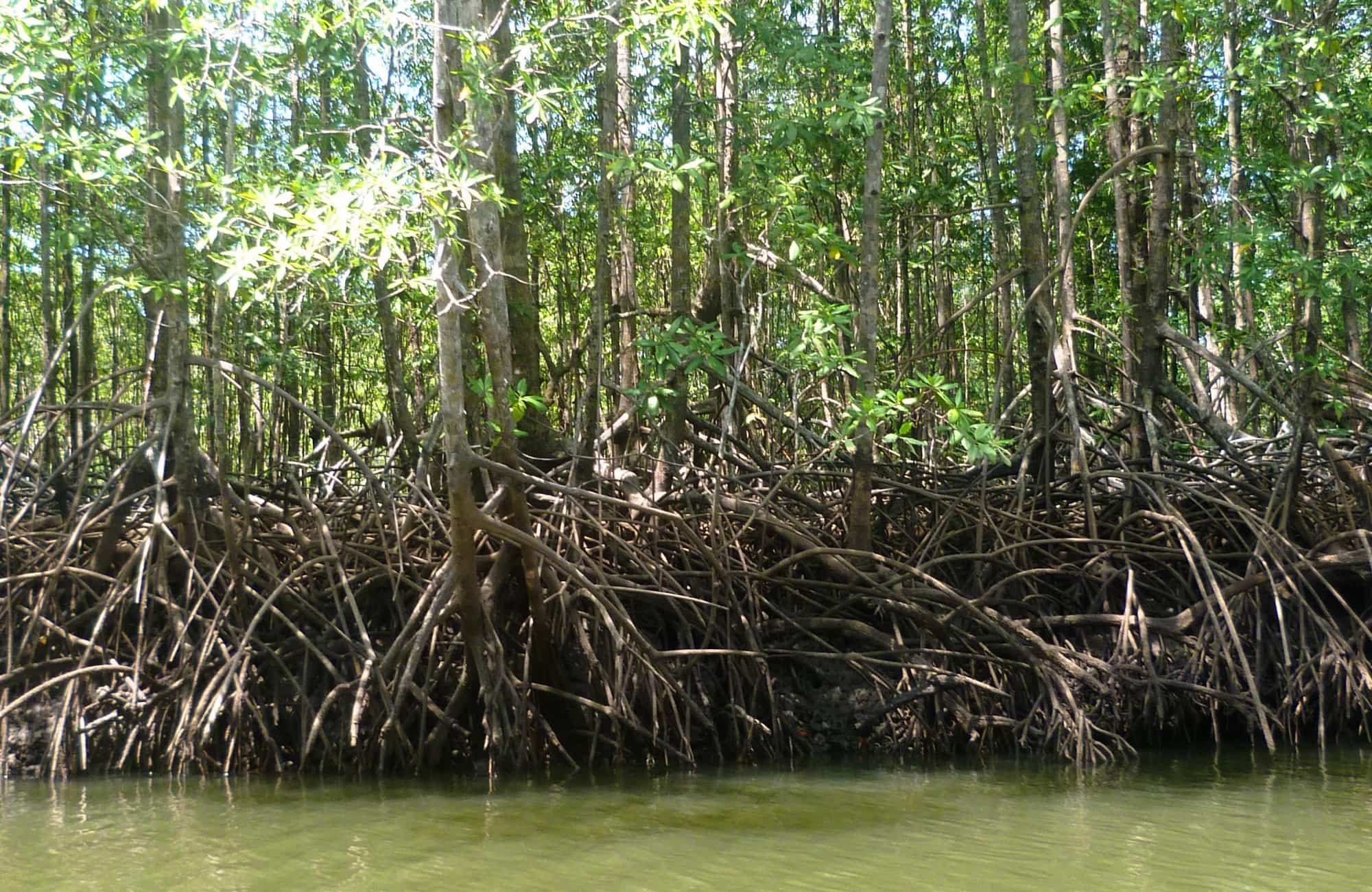 Traversée en bateau entre Sierpe et le Rancho Corcovado 