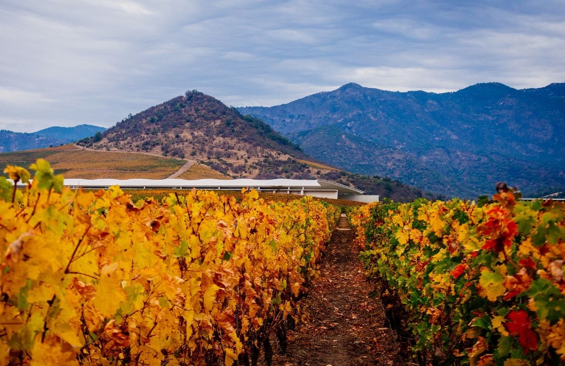 Voyage œnologique au Chili - Les vignobles chiliens - Amplitudes