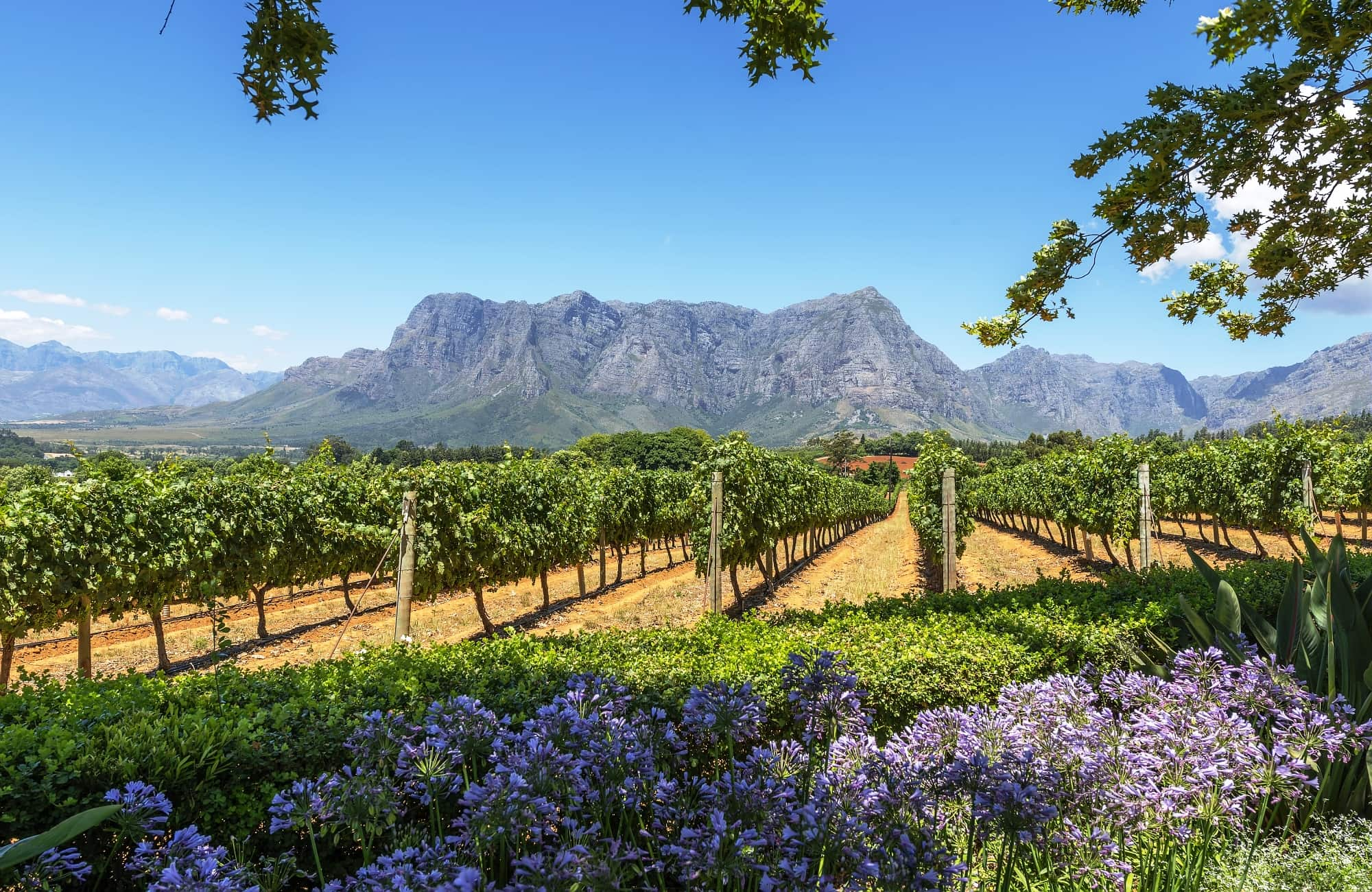 Un peu d'oenotourisme face au Stellenbosch