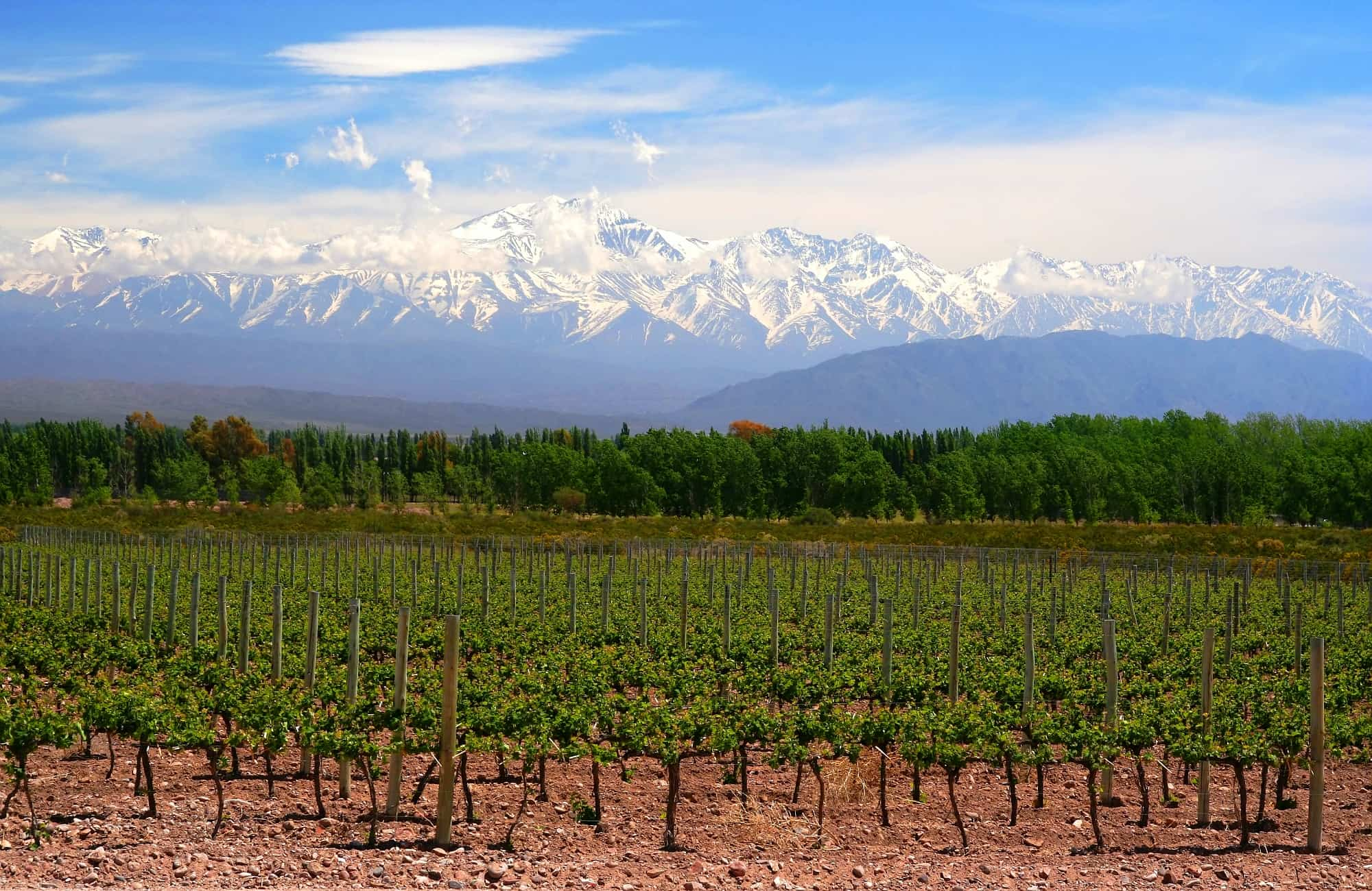 région de Mendoza, capitale du vin argentin 