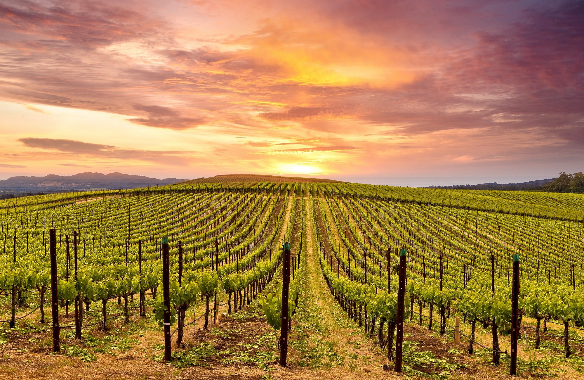 couché de soleil sur la Napa Valley 