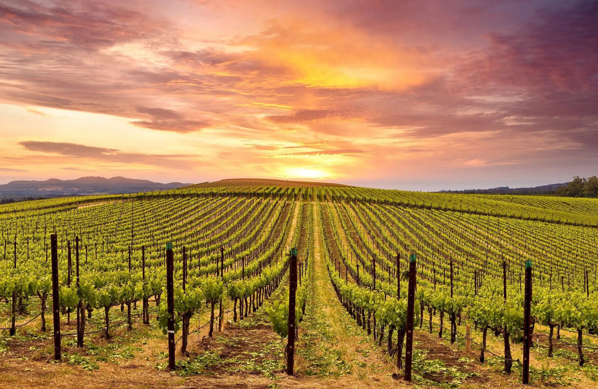 couché de soleil sur la Napa Valley