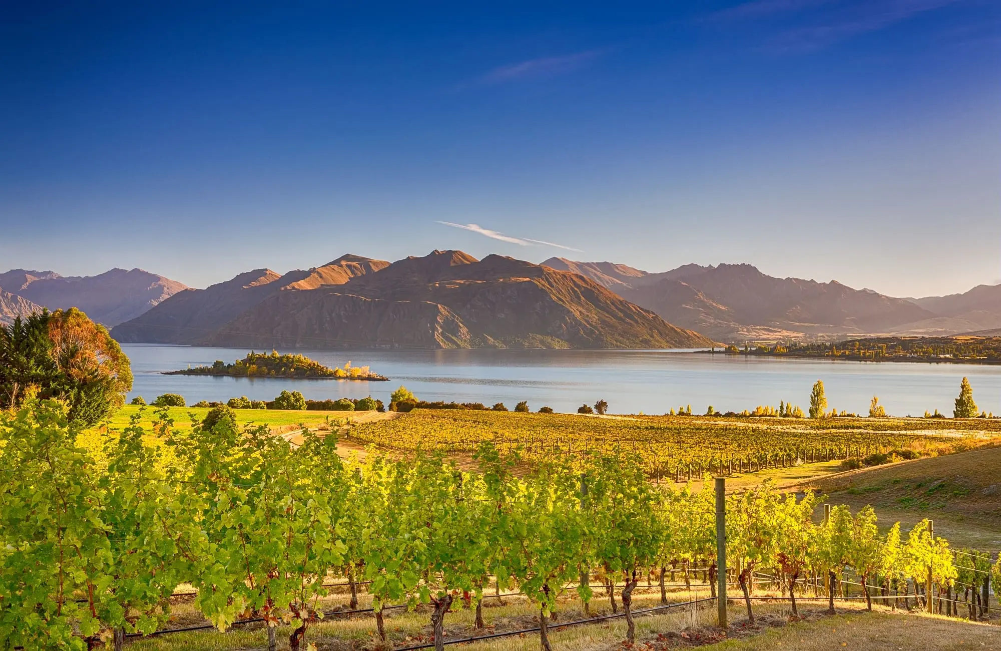 De jolis vignobles entourant le lac Wanaka.