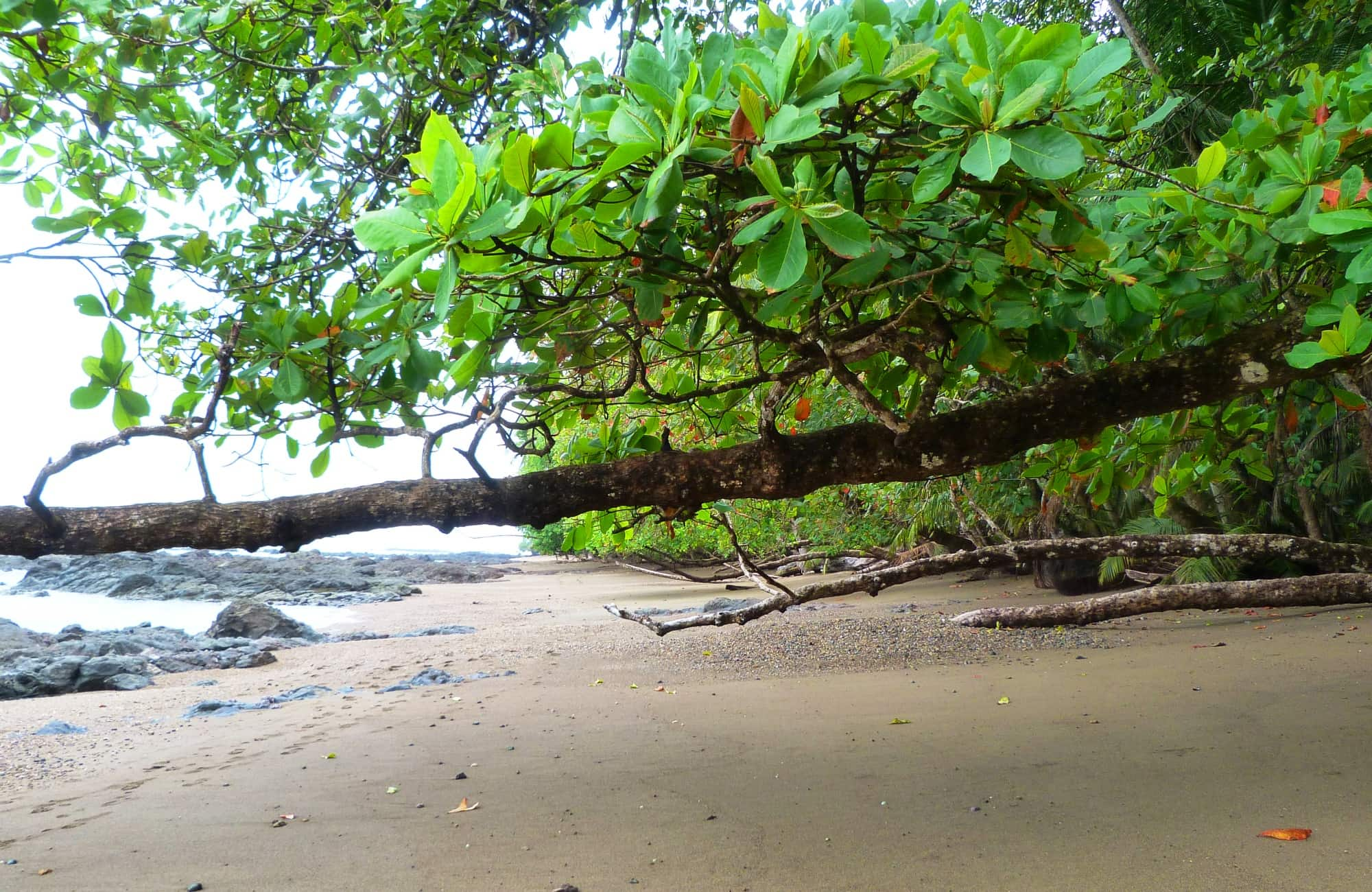 en sortant de la forêt, les étendues de plages apparaissent 