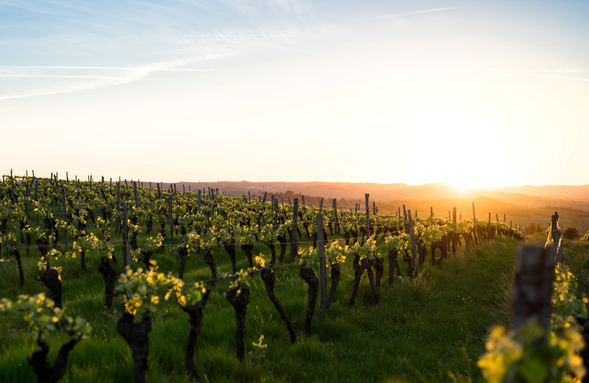 Vignobles ensoleillés entre Grant Pass et Crater Lake 