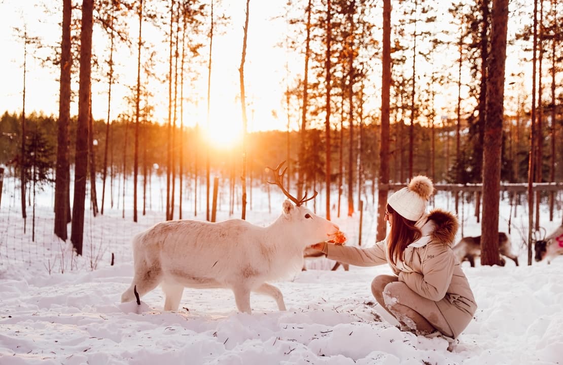 Voyage Laponie - Ellesenparlent avec les rennes Sami - Amplitudes