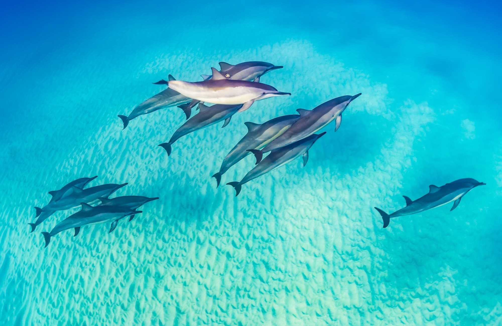 Balade d'un banc de dauphin dans l'archipel Polynésien