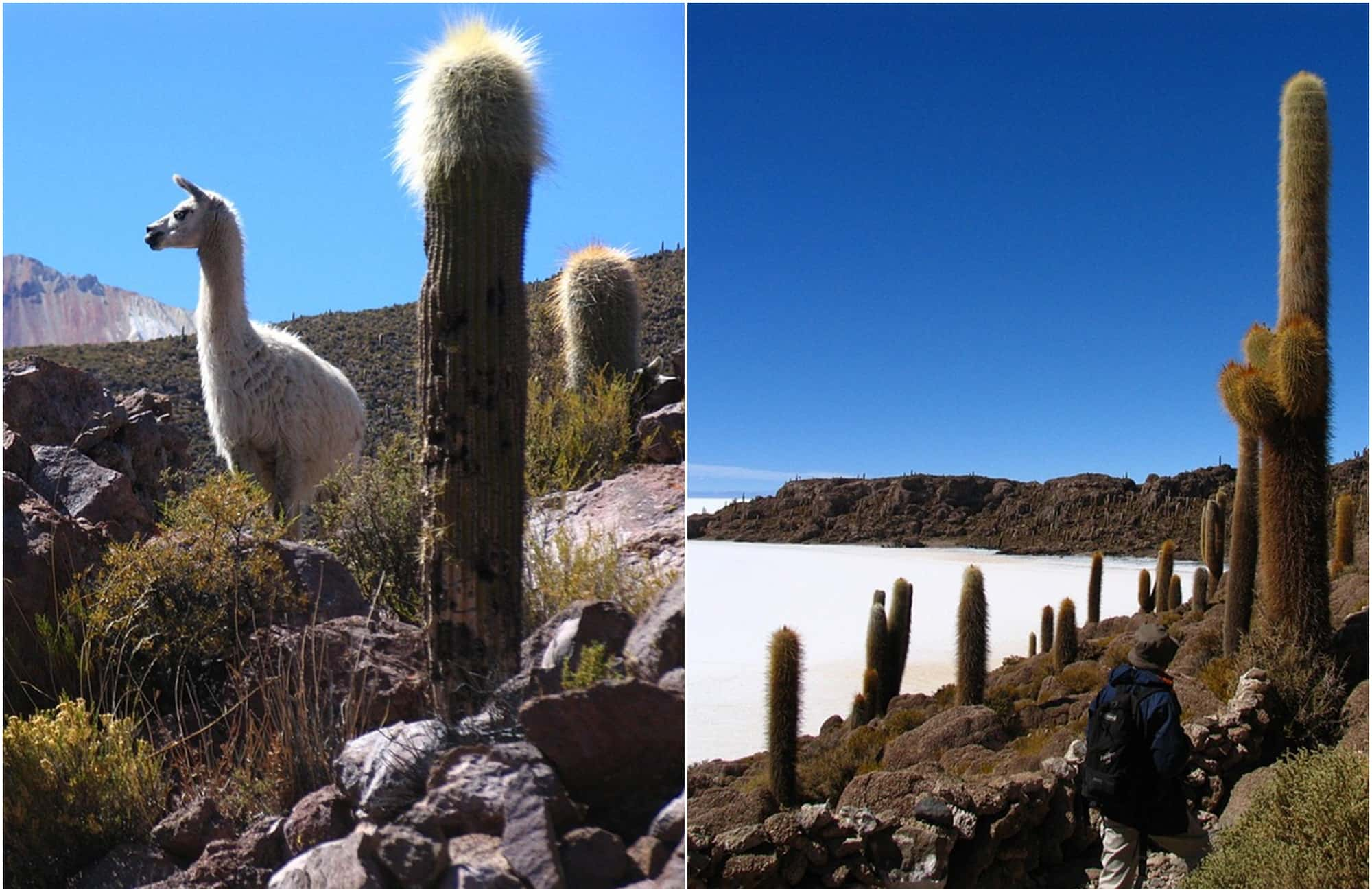 Découvrez l'île d'Incahuasi au cœur du salar d'Uyuni, ses cactus géants et ses vues panoramiques. 