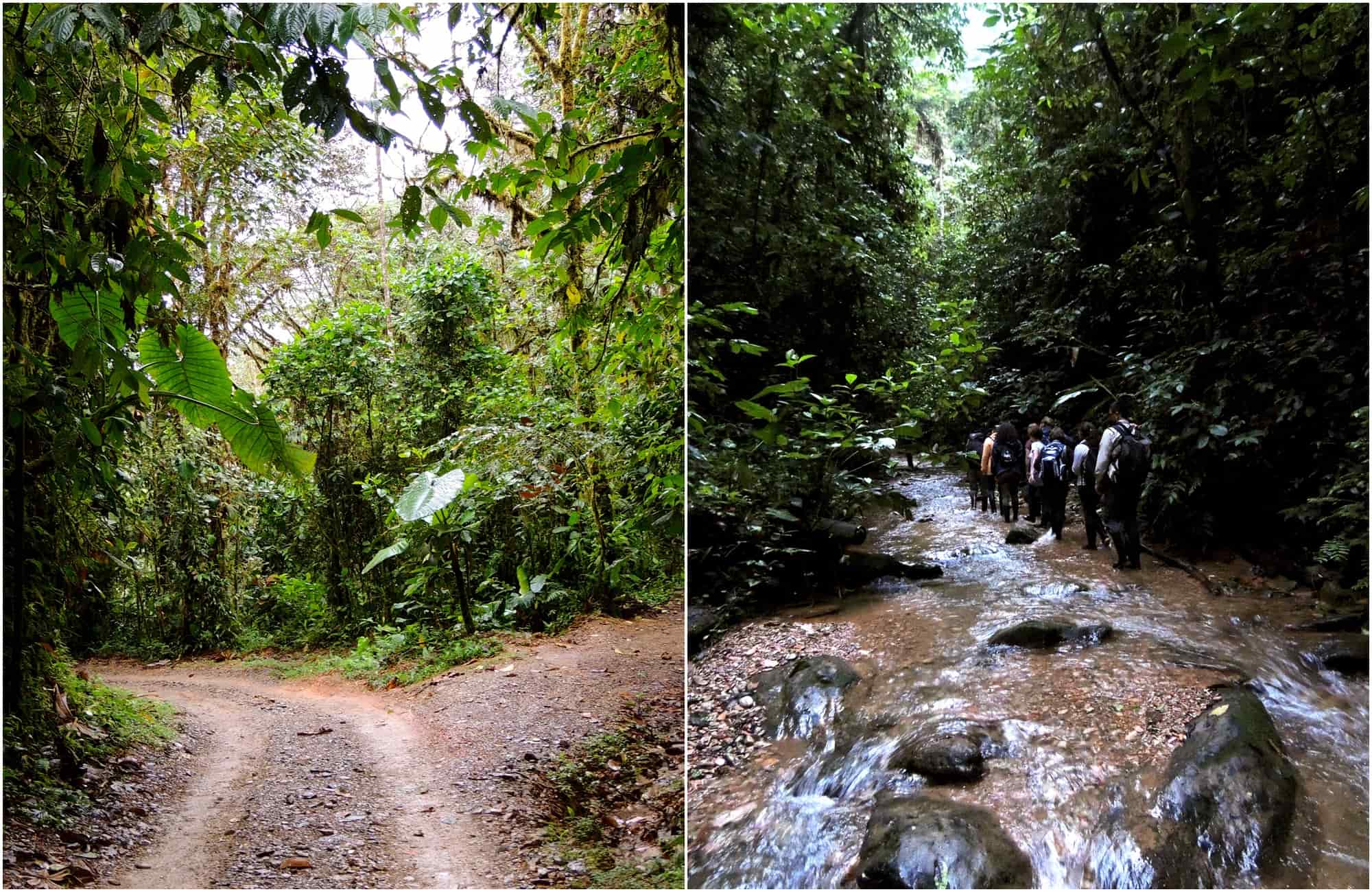 Voyage en Équateur - Excursion Mashpi Lodge - Amplitudes