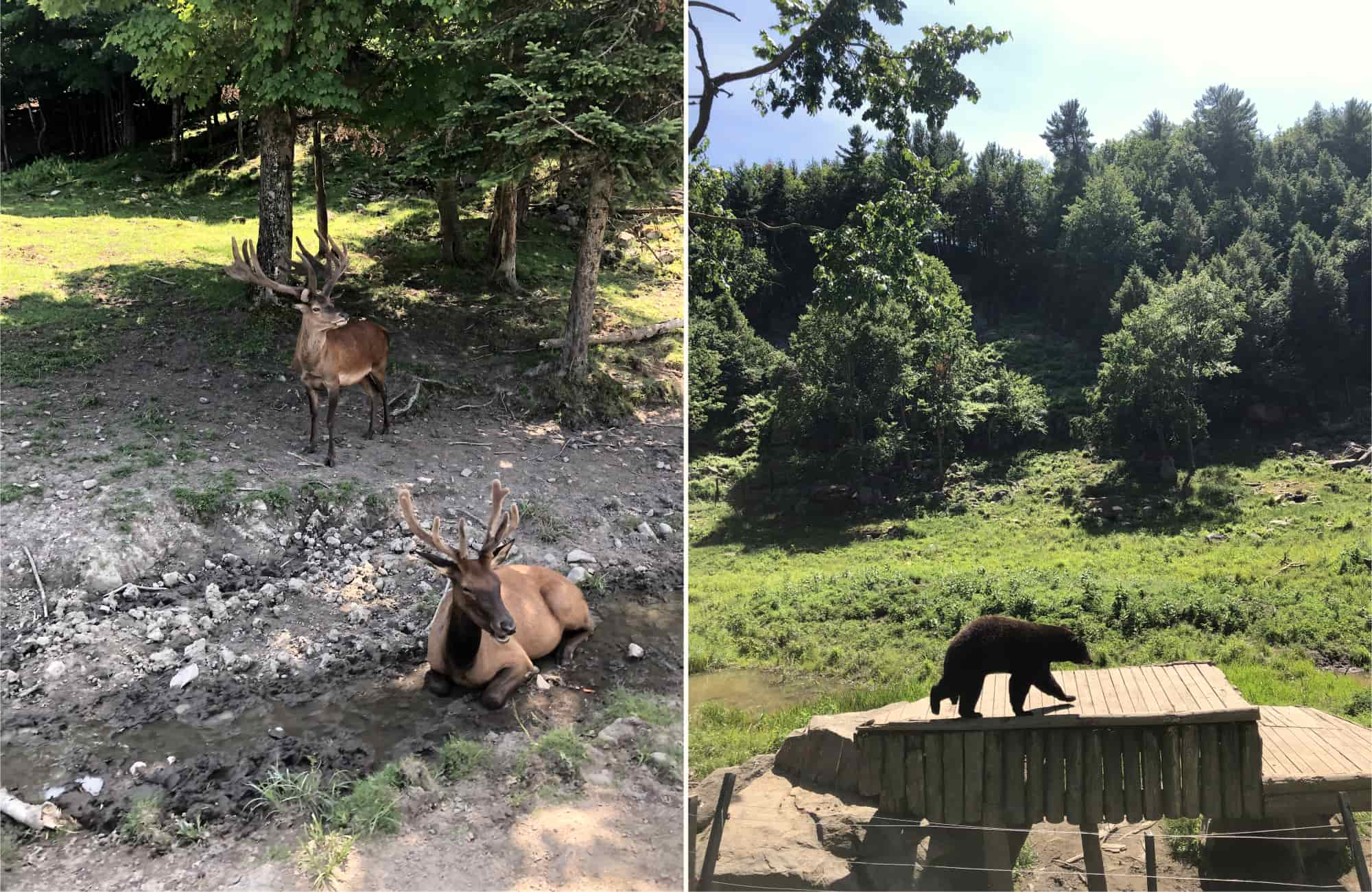 Voyage Québec - Animaux parc Oméga - Amplitudes