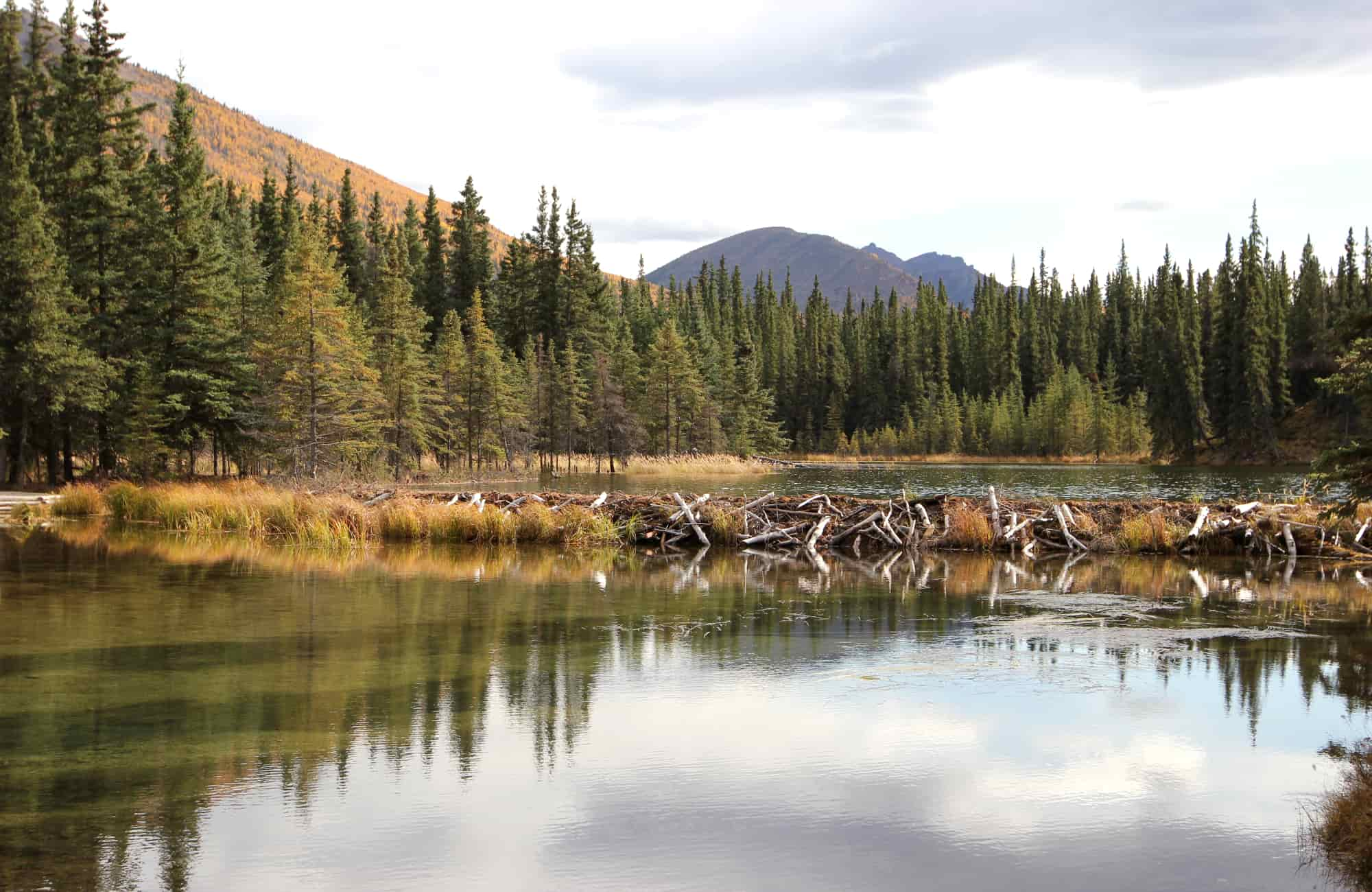 Voyage Alaska - Randonnée au Parc National de Denali - Amplitudes