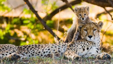 Voyage Kenya - Famille de Guépards - Amplitudes