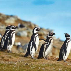 5 îles chiliennes à visiter entre terre et mer