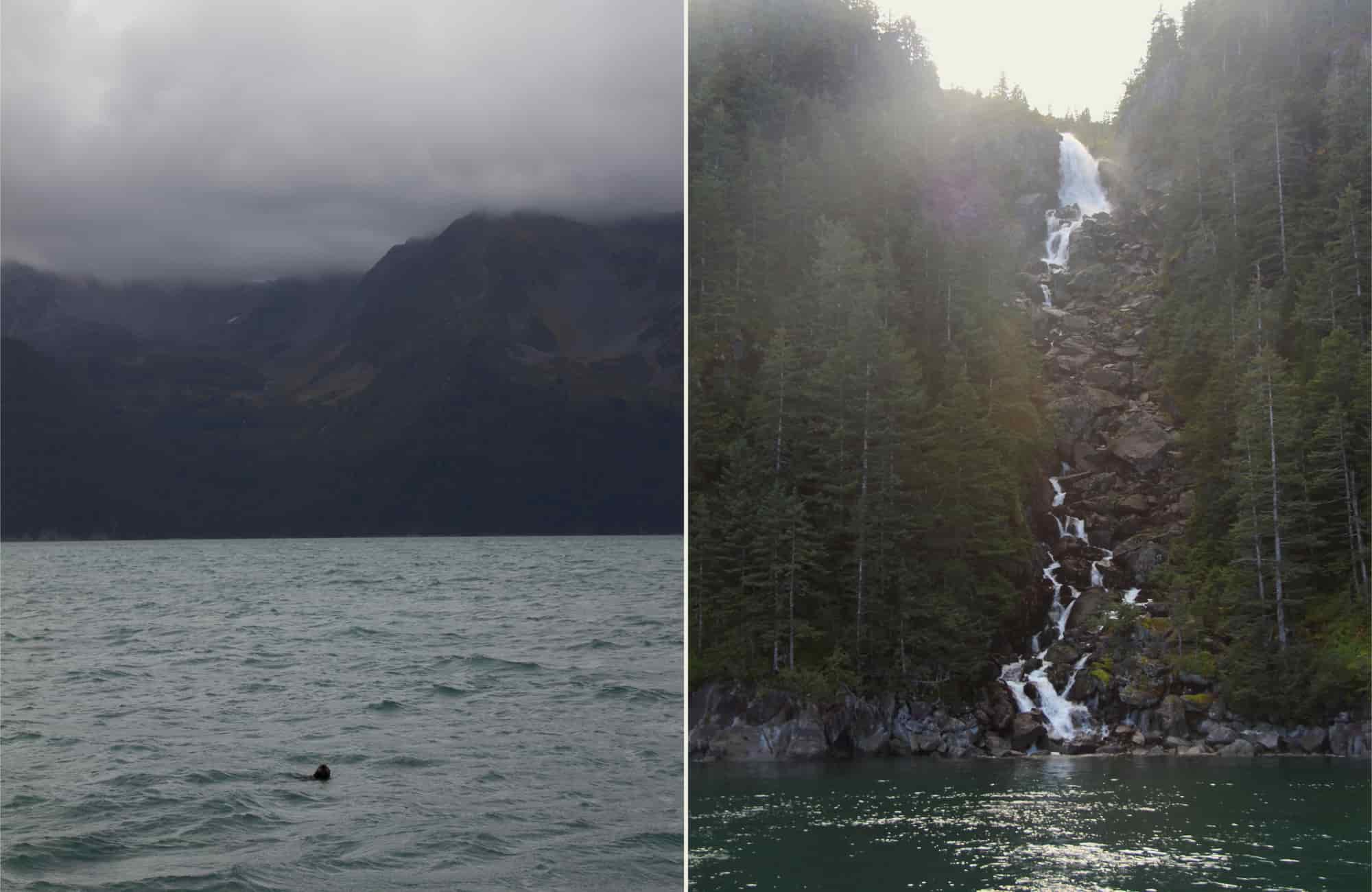 Voyage Alaska - Péninsule Kenai - Amplitudes