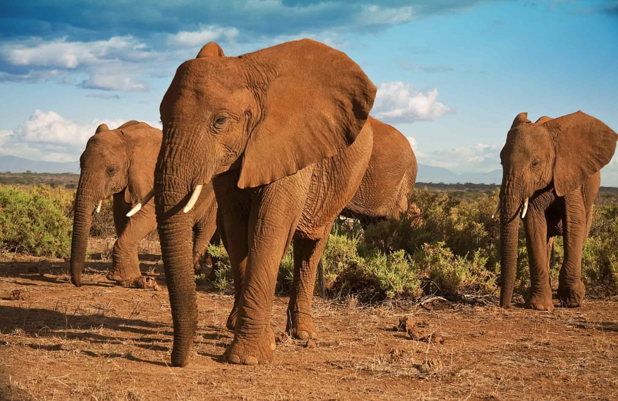 Voyage Kenya - Eléphants parc Samburu - Amplitudes