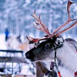 10 activités pour un séjour à Noël en Laponie