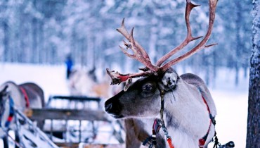 Voyage Laponie - Les rennes de Laponie - Amplitudes