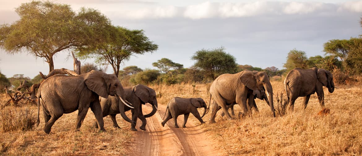 Voyage Tanzanie - Troupeau d'éléphants - Amplitudes